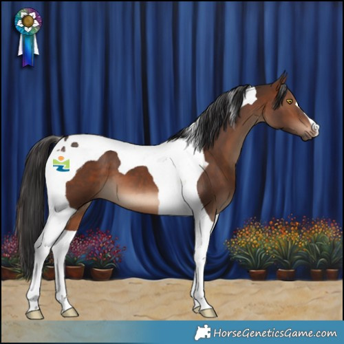 Horse Color:Brown Tobiano