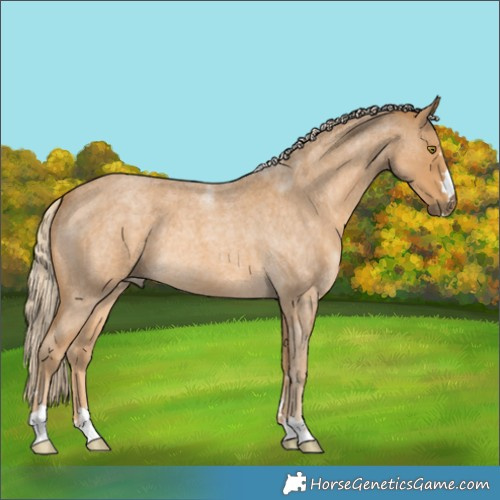 Horse Color:Palomino Roan 