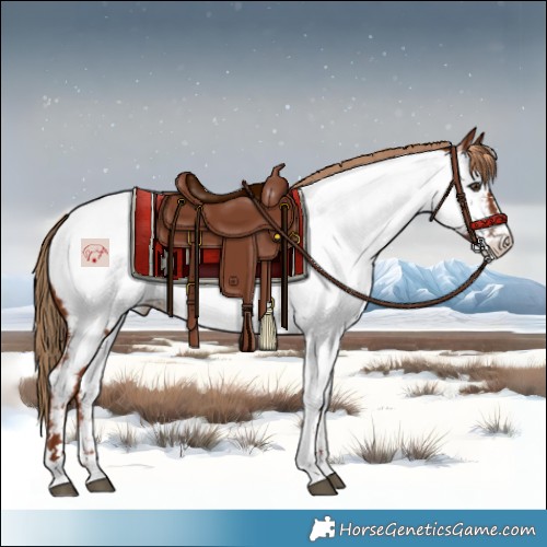 Horse Color:Chestnut Near Fewspot 