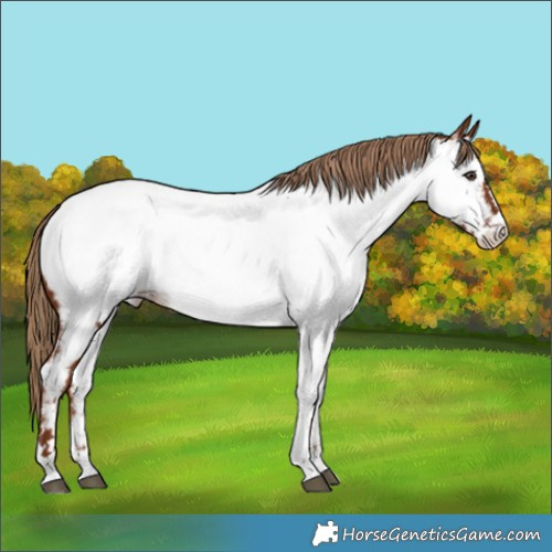Horse Color:Chestnut Appaloosa