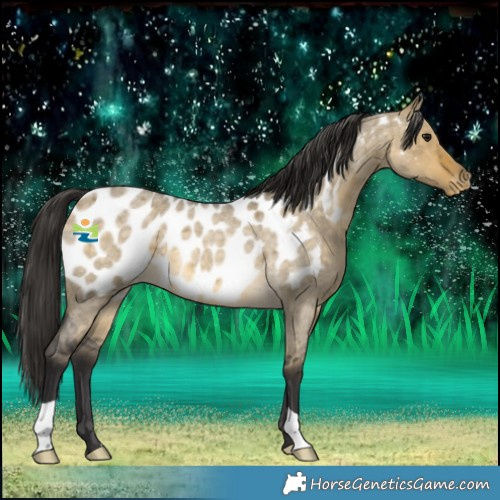 Horse Color:Buckskin Roan Dun Near Leopard