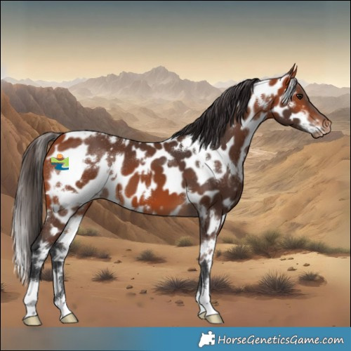 Horse Color:White Spotted Bay Near Leopard