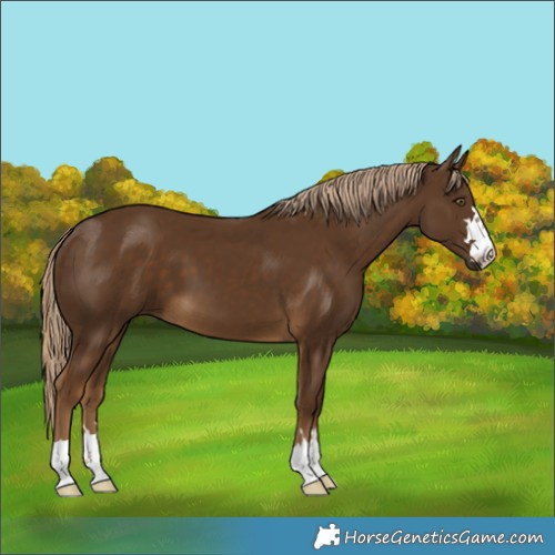 Horse Color:Chocolate Palomino 
