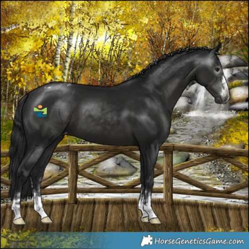 Horse Color:Gray Smoky Black Varnish 