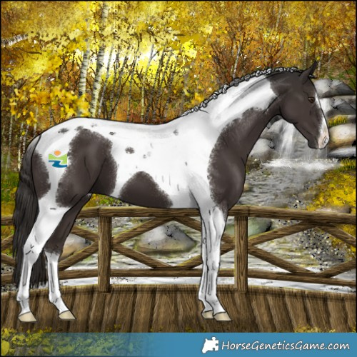 Horse Color:Liver Chestnut Tobiano 