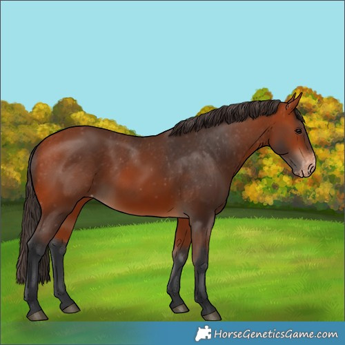 Horse Color:Bay Varnish 
