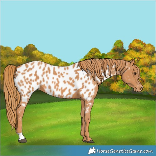 Horse Color:Chestnut Near Leopard 