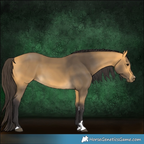 Horse Color:Buckskin 