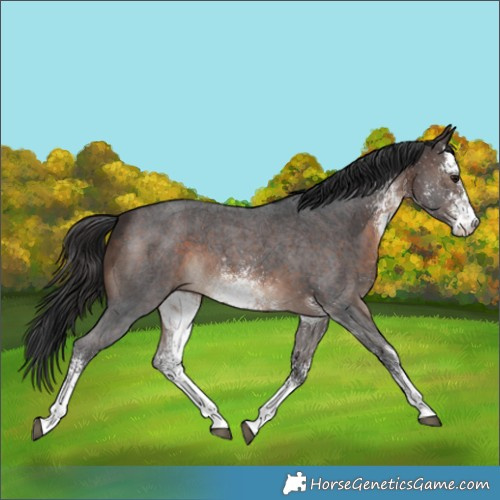 Horse Color:White Spotted Brown 