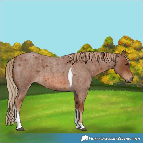 Horse Color:Red Roan Tobiano 