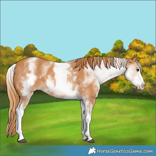 Horse Color:White Spotted Chestnut