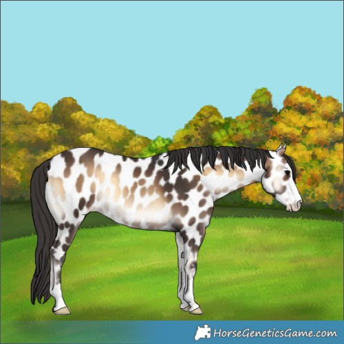 Horse Color:Brown Onyx Leopard 