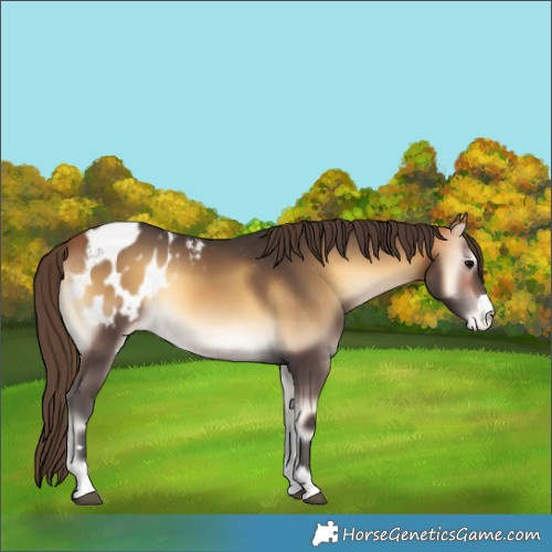 Horse Color:Buckskin Onyx Blanket 
