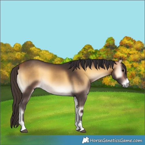 Horse Color:Buckskin Onyx 