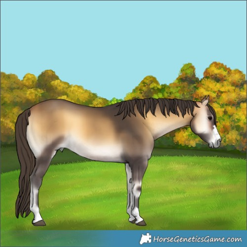 Horse Color:Buckskin Onyx