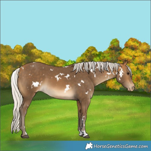 Horse Color:White Spotted Silver Buckskin Varnish 