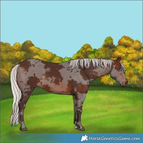 Horse Color:Silver Brown Merle