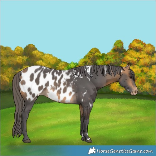 Horse Color:White Spotted Buckskin Merle Near Leopard
