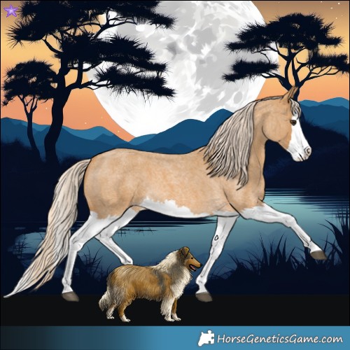 Horse Color:Palomino Roan Splash
