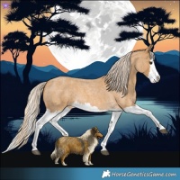 Horse Color:Palomino Roan Splash