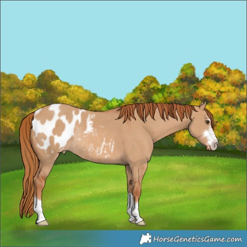 Horse Color:Red Dun Blanket Rabicano