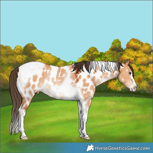Horse Color:Bay Dun Tobiano Near Leopard Rabicano