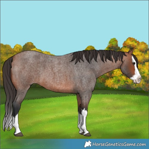 Horse Color:Bay Roan Splash 