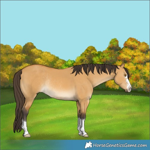 Horse Color:Buckskin Dun Rabicano 