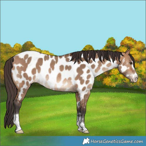 Horse Color:Bay Dun Near Leopard Rabicano