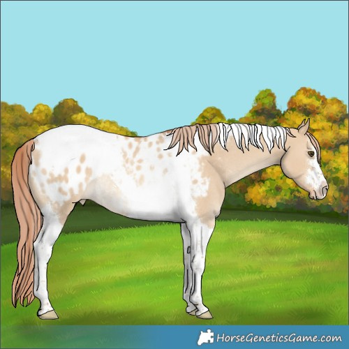 Horse Color:Red Dun Tobiano Blanket Rabicano