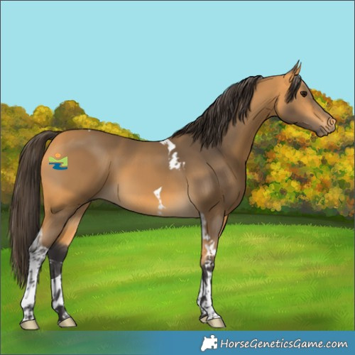 Horse Color:Buckskin Tobiano