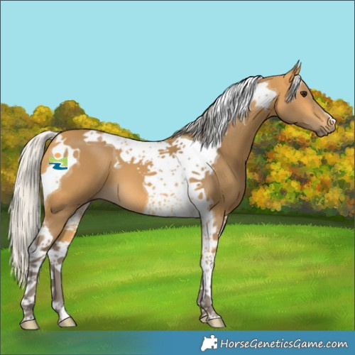Horse Color:Silver Buckskin Tobiano
