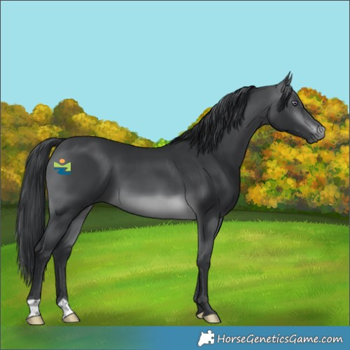 Horse Color:Brown Chinchilla