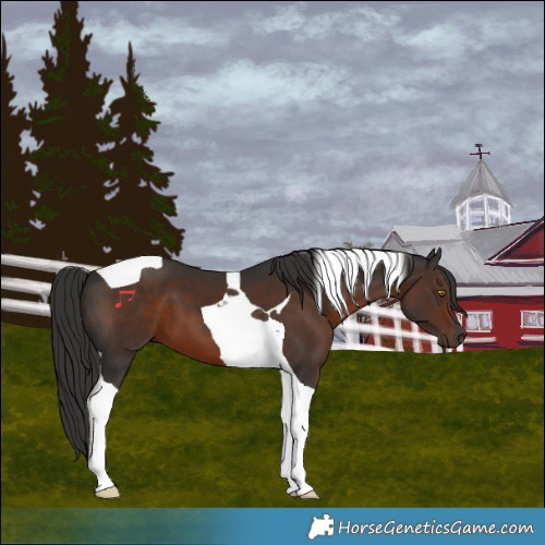 Horse Color:Liver Chestnut Tobiano 