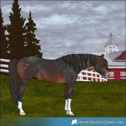 Horse Color:Bay Skewed LP Spotted