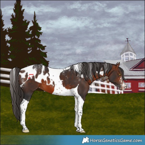 Horse Color:Powder White Bay Tobiano Skewed LP Spotted