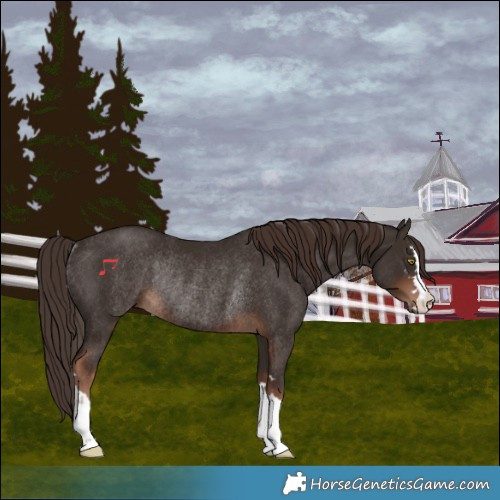 Horse Color:Liver Chestnut Rabicano 