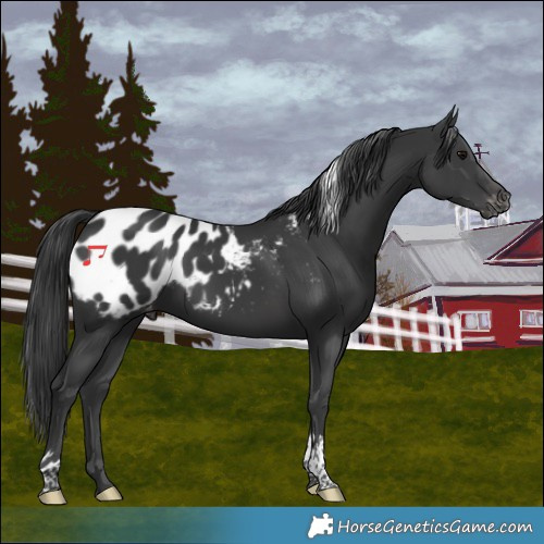 Horse Color:Black Tobiano Blanket 
