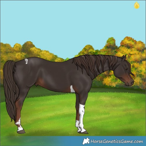 Horse Color:Liver Chestnut Tobiano