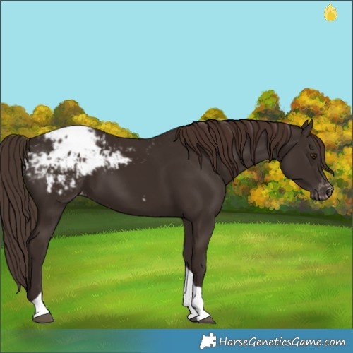 Horse Color:Liver Chestnut Tobiano Blanket 