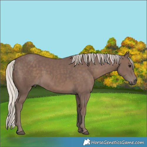 Horse Color:Silver Black Rabicano