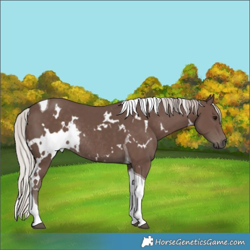 Horse Color:White Spotted Silver Black Tobiano Rabicano