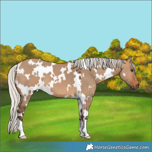 Horse Color:White Spotted Silver Brown Dun 