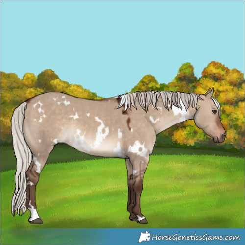 Horse Color:White Spotted Silver Brown Dun