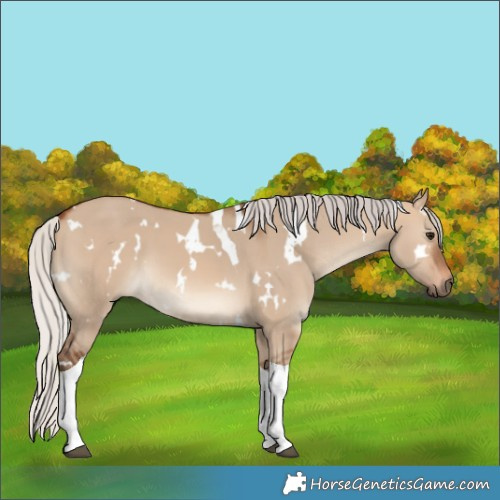 Horse Color:White Spotted Silver Brown Dun Tobiano