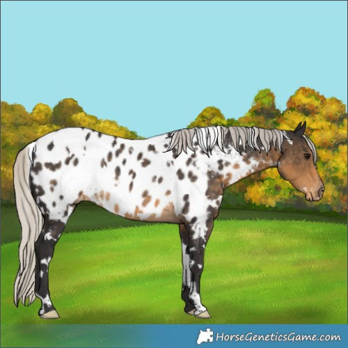 Horse Color:White Spotted Silver Smoky Black Appaloosa Rabicano