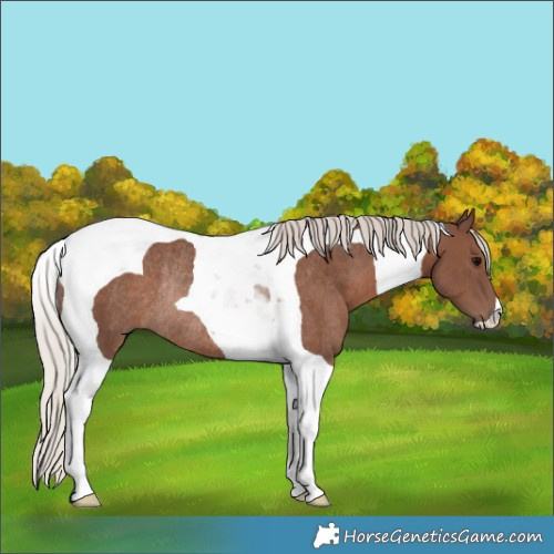 Horse Color:Silver Black Tobiano Rabicano
