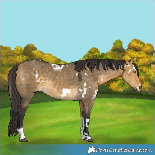 Horse Color:White Spotted Buckskin Dun Tobiano
