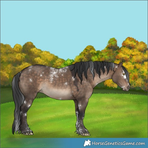 Horse Color:Powder White White Spotted Brown Dun