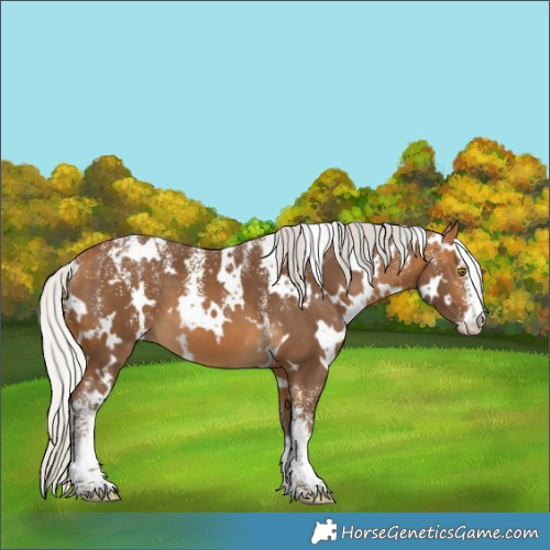 Horse Color:Powder White White Spotted Silver Buckskin